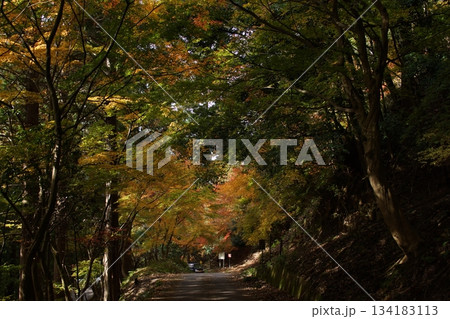鳥取　四季の散歩　秋　智頭　諏訪神社 134183113