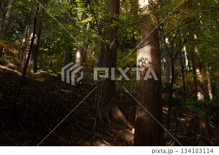 鳥取　四季の散歩　秋　智頭　諏訪神社 134183114