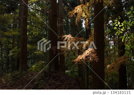 鳥取 四季の散歩 秋 智頭 諏訪神社 鳥取 四季の散歩 秋 智頭 諏訪神社 134183115
