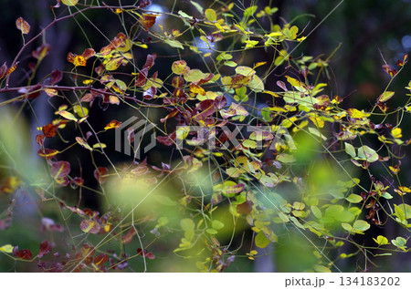 晩秋の里山、太陽が落ちるのは早い。木々や草たちは枝やはっぱを落として冬支度だ。木枯らしが吹いてきた。 134183202