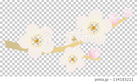 梅の花 134183221
