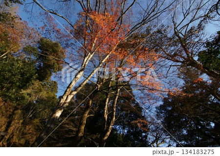 鳥取　四季の散歩　秋　智頭　諏訪神社 134183275