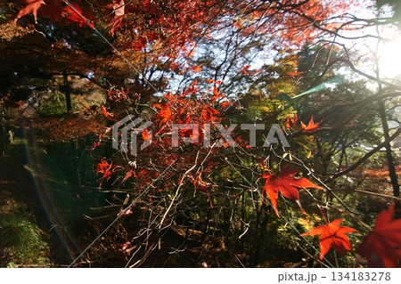 鳥取　四季の散歩　秋　智頭　諏訪神社 134183278