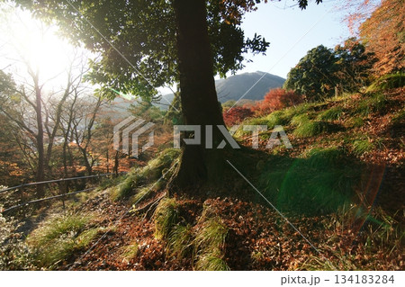 鳥取 四季の散歩 秋 智頭 諏訪神社 鳥取 四季の散歩 秋 智頭 諏訪神社 134183284