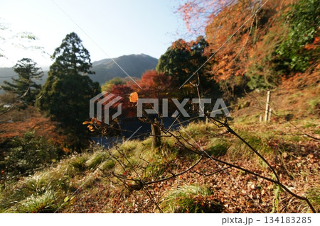 鳥取　四季の散歩　秋　智頭　諏訪神社 134183285