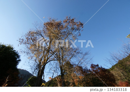 鳥取 四季の散歩 秋 智頭 諏訪神社 鳥取 四季の散歩 秋 智頭 諏訪神社 134183318