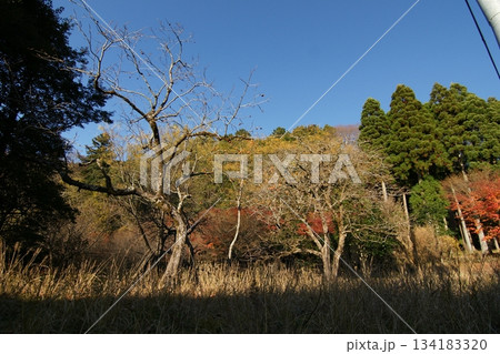 鳥取 四季の散歩 秋 智頭 諏訪神社 鳥取 四季の散歩 秋 智頭 諏訪神社 134183320