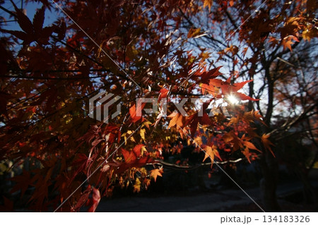 鳥取 四季の散歩 秋 智頭 諏訪神社 鳥取 四季の散歩 秋 智頭 諏訪神社 134183326