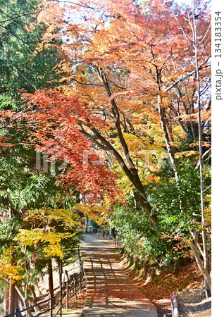 紅葉した楓のトンネル 紅葉した楓のトンネル 134183354