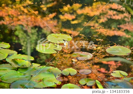 龍洞院の池に浮かぶスイレンの花と緑の葉 龍洞院の池に浮かぶスイレンの花と緑の葉 134183356