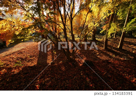鳥取　四季の散歩　秋　智頭　諏訪神社 134183391