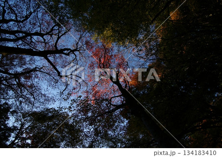 鳥取　四季の散歩　秋　智頭　諏訪神社 134183410
