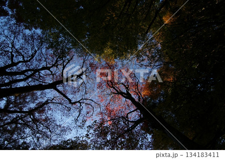 鳥取 四季の散歩 秋 智頭 諏訪神社 鳥取 四季の散歩 秋 智頭 諏訪神社 134183411