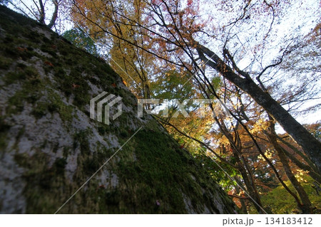 鳥取　四季の散歩　秋　智頭　諏訪神社 134183412