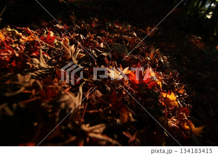 鳥取　四季の散歩　秋　智頭　諏訪神社 134183415