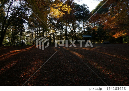 鳥取　四季の散歩　秋　智頭　諏訪神社 134183428