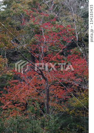 山に入って樹木を眺めるのは楽しい。初々しい木、生命力あふれる木、老練な木。人の人生そのものだ。 山に入って樹木を眺めるのは楽しい。初々しい木、生命力あふれる木、老練な木。人の人生そのものだ。 134183435