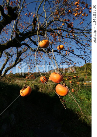 鳥取　四季の散歩　秋　柿 134183530