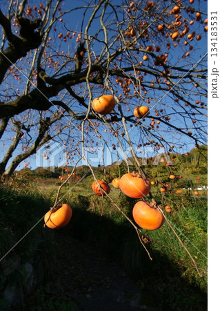 鳥取 四季の散歩 秋 柿 鳥取 四季の散歩 秋 柿 134183531