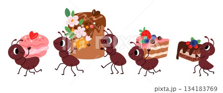 Funny cartoon ants carry sweet pastries. Insects holding cakes. Crawling bugs. Cartoon pismire characters. Dessert pies with chocolate. Arthropods with cupcakes. Vector isolated set 134183769