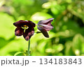 黒百合の花 134183843
