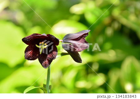 黒百合の花 134183843