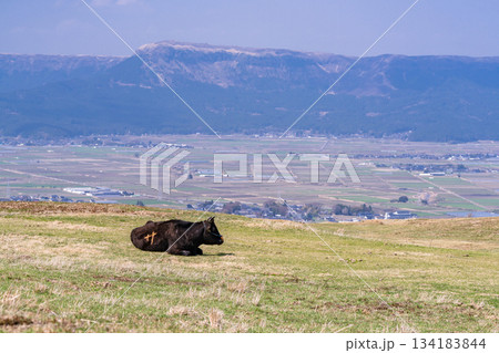 《熊本県》阿蘇の牧場 134183844
