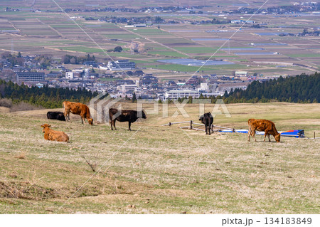 《熊本県》阿蘇の牧場 134183849