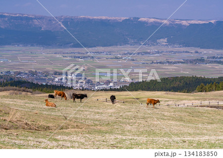 《熊本県》阿蘇の牧場 134183850