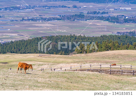 《熊本県》阿蘇の牧場 《熊本県》阿蘇の牧場 134183851