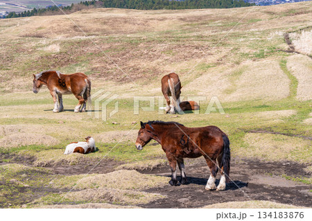 《熊本県》阿蘇の牧場 134183876