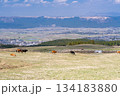 《熊本県》阿蘇の牧場 134183880
