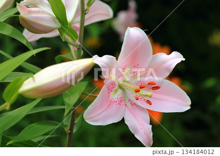 庭園に咲く百合の花 134184012