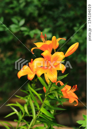 庭園に咲く百合の花 庭園に咲く百合の花 134184019