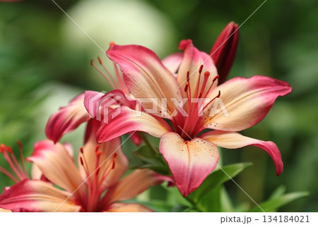 庭園に咲く百合の花 134184021