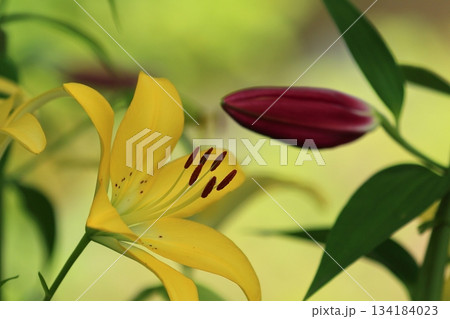 庭園に咲く百合の花 134184023