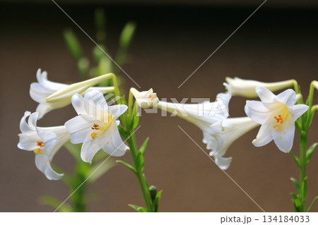 庭園に咲く百合の花 134184033