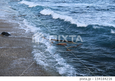 流木 流木 134184216