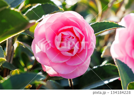 ピンク色のサザンカ 134184228