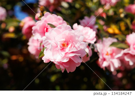 ピンク色のサザンカ 134184247