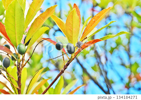 黒いホルトノキの実（冬、十二月） 134184271