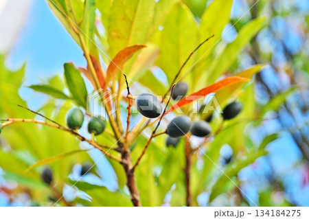 黒いホルトノキの実（冬、十二月） 134184275
