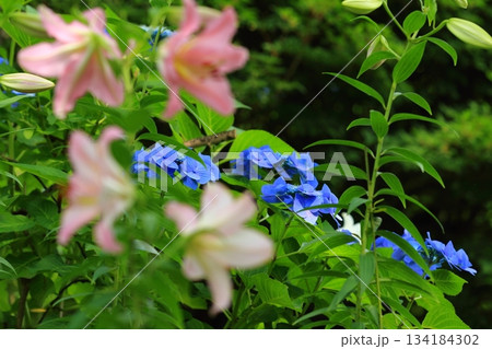 庭園咲く紫陽花 庭園咲く紫陽花 134184302