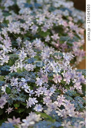 庭園咲く紫陽花 庭園咲く紫陽花 134184303