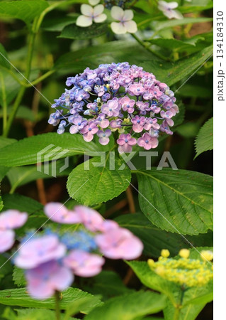 庭園咲く紫陽花 134184310