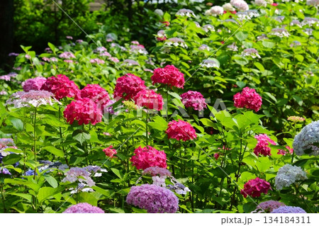 庭園咲く紫陽花 134184311