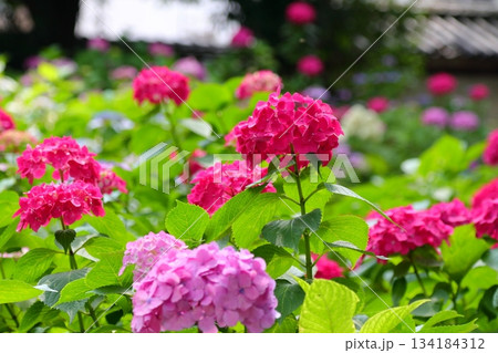 庭園咲く紫陽花 134184312