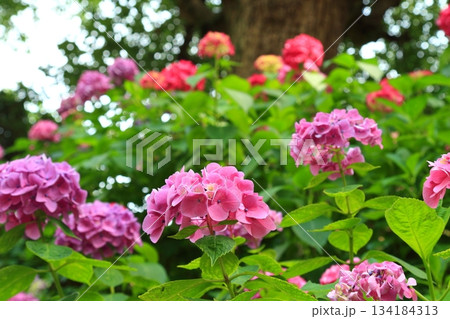 庭園咲く紫陽花 134184313