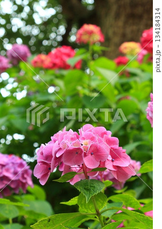 庭園咲く紫陽花 庭園咲く紫陽花 134184314