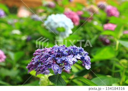 庭園咲く紫陽花 134184316